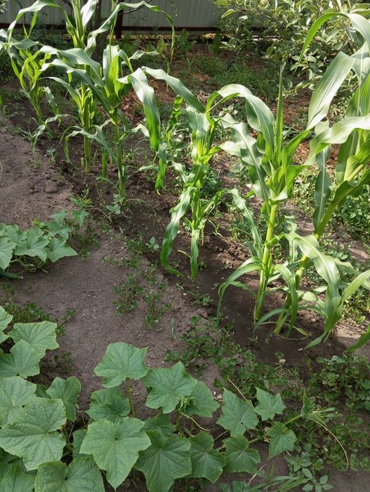 Продам кирпичный дом