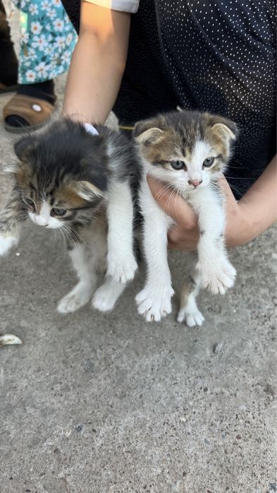 Мышық сатылады