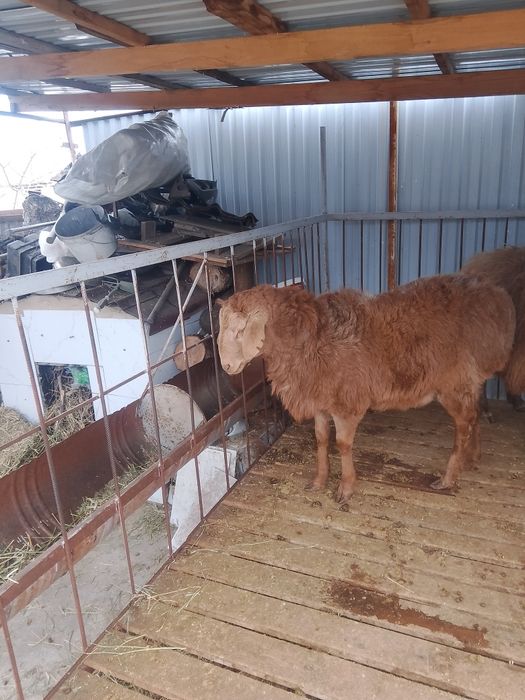 Баран бараны срочно срочно продам