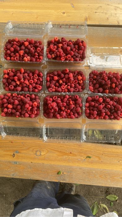 Zmeura.-Polka -eco producator .