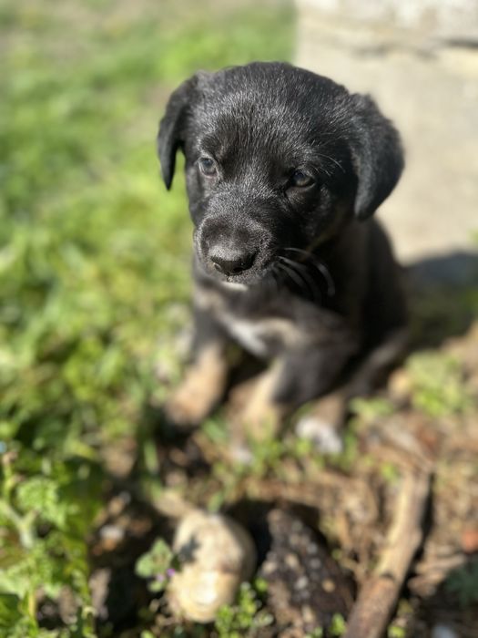 Donez catei metis de ciobanesc german