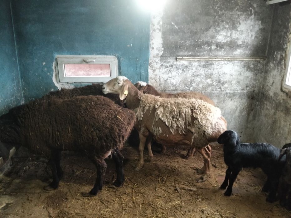 Продам баран гиссар
