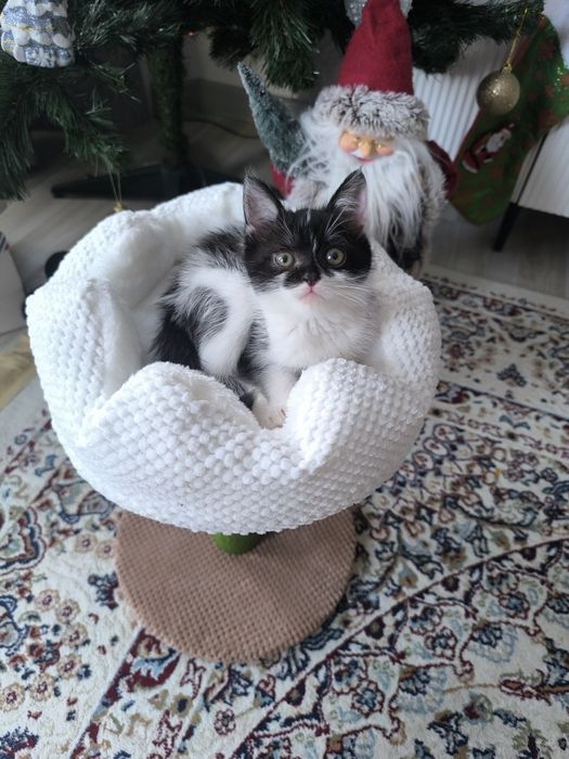 Продам котенка, девочку