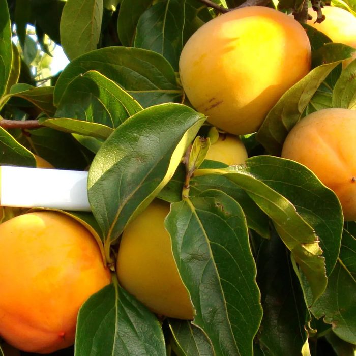 Pomi de kaki diferiti ani de vegetatie