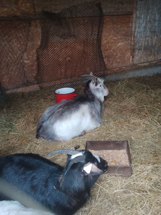 Capre tinere de vânzare