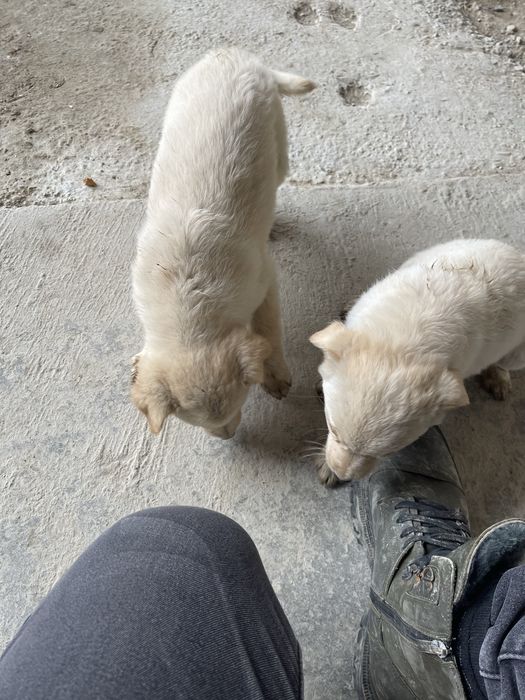 Отдам бесплатно хорошие руки