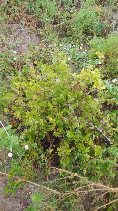 Продается дача 9 соток уланский район