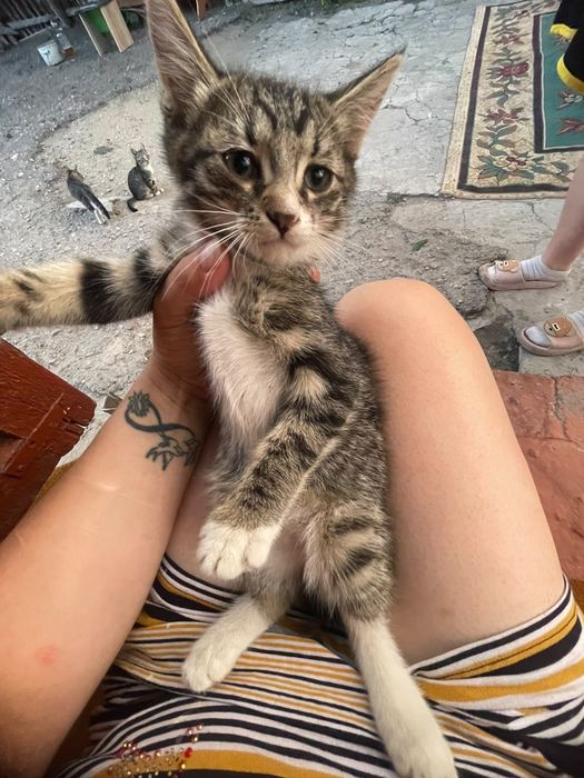 Отдам котят в добрые руки
