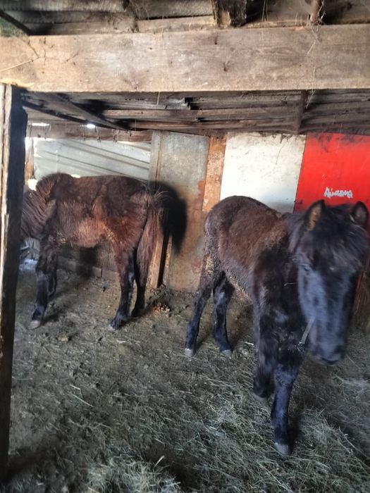 Продаю Жерябят от 350000тг