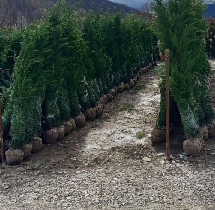 Gazon rulou și chiparos leylandii