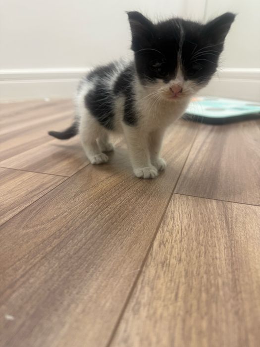 Отдам котенка бесплатно