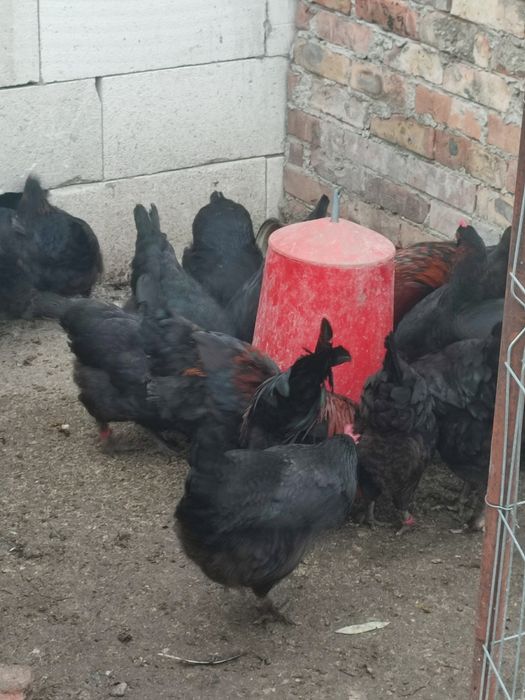 Ouă pentru incubat puicuțe(găini) marans