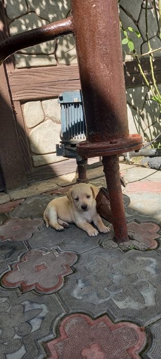 Щенят в хорошие руки