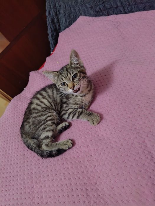Отдам котенка 2 месяц