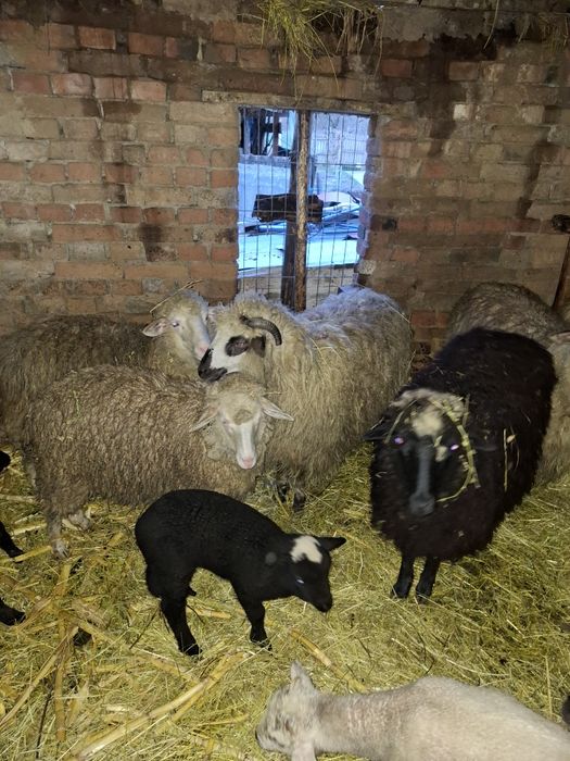 Vând oi cu miei după ele