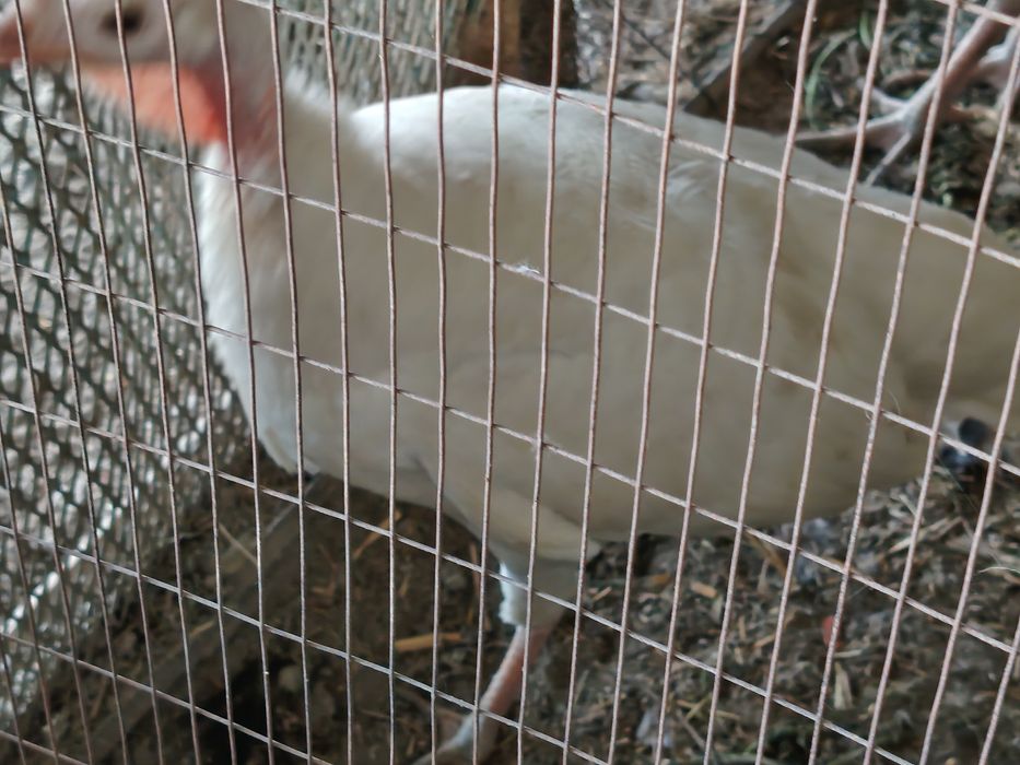 Hamasi tezda sotiladi