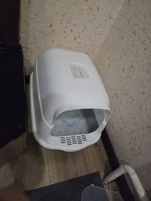Продам котенка Скотиш Фолд