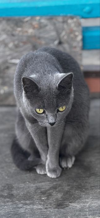 Кошки Аксу бесплатно