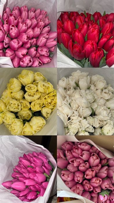 Цветы тюльпаны пионовидный тюльпаны