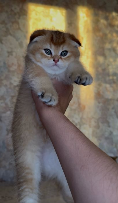 Золотые шиншиллы