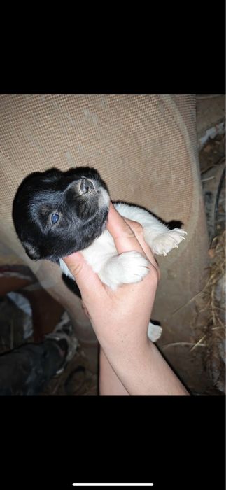 Căței abandonați pentru adopție