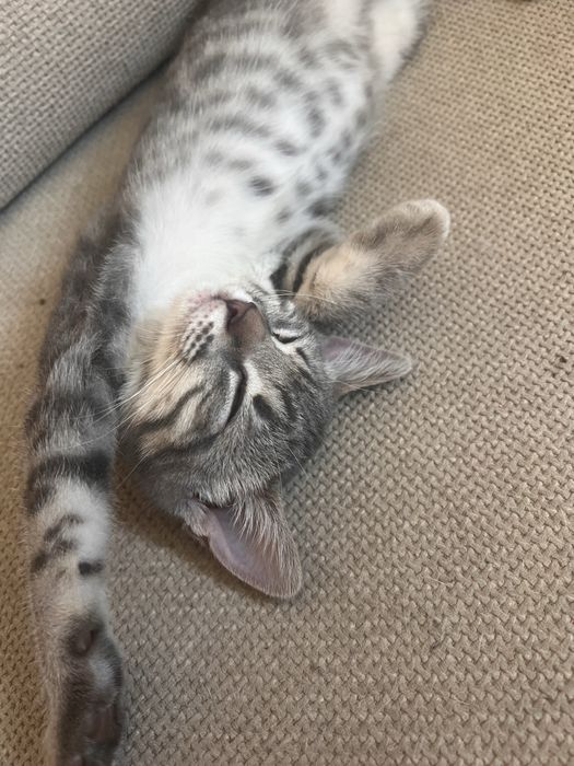 Шотландско правоухо коте