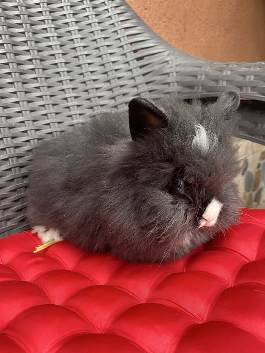 Pui Cap de Leu la cel mai bun pret