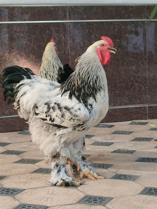 Brama horoz sotiladi