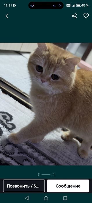 Готовятся на продажу котята