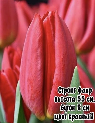 Тюльпаны к 8 марта