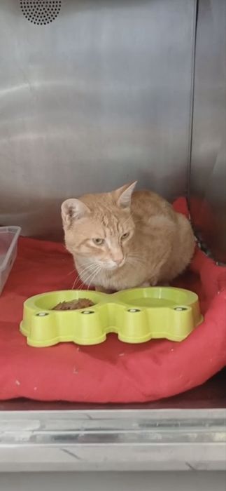 Рыжий котик ищет дом