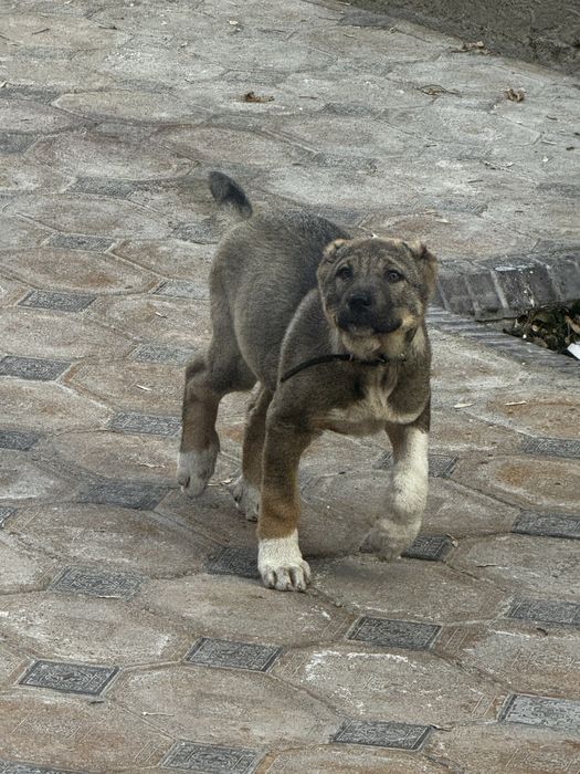 Алабай щенок.