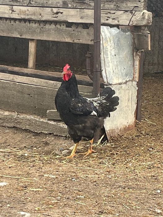 Продаются петухи