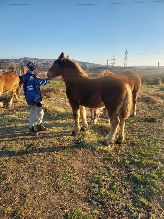 Mănza de vanzare  ,6 luni