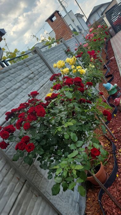 Casa de vanzare Albesti P+M