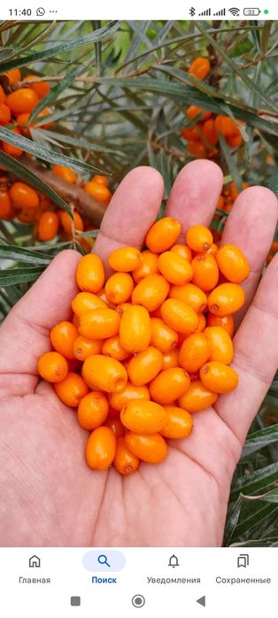 Продам облепиху свежую