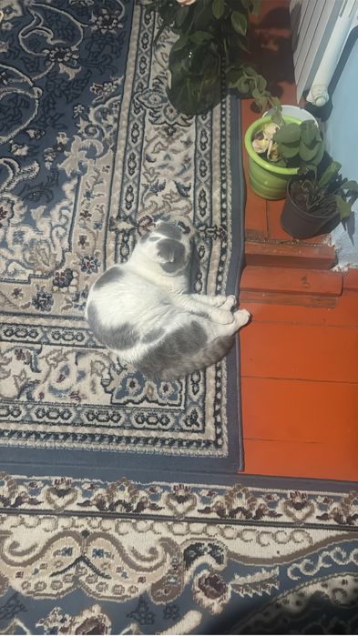 Кот скоттиш фолд 12месяц мальчик