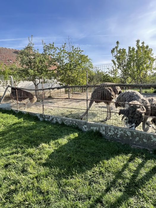 Familie de struti ouatoare