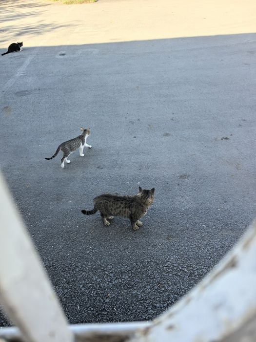 Отдам котёнка  в добрые руки