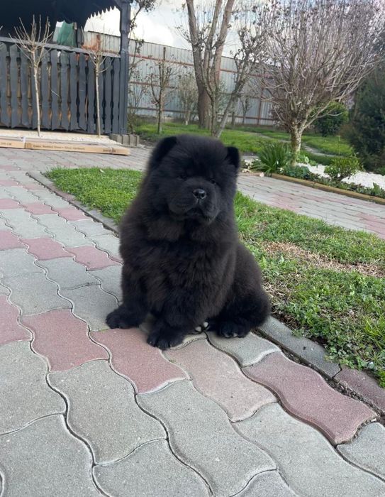 Chow Chow   cățelușa