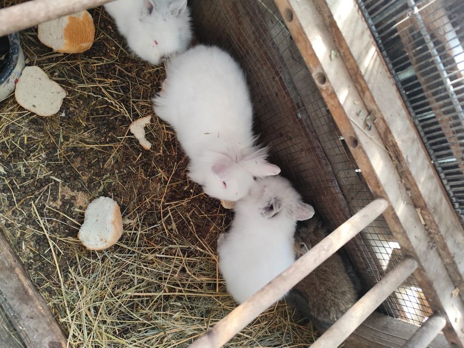 Vînd iepurași pitici.