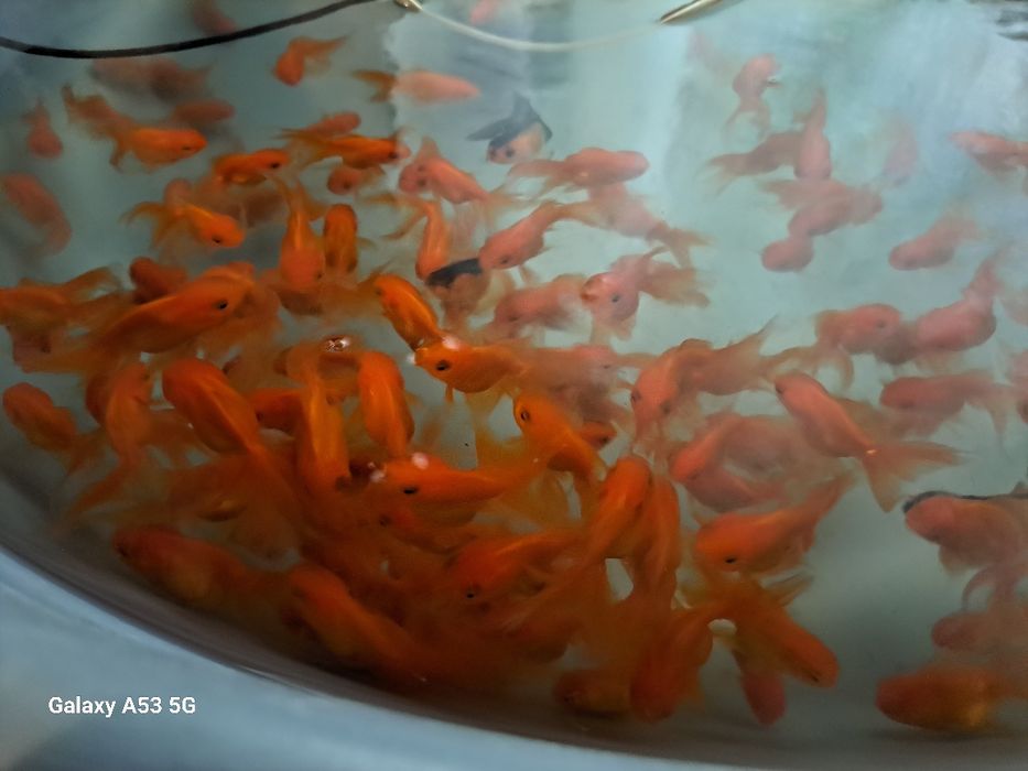 Продаю рыбок Аранды