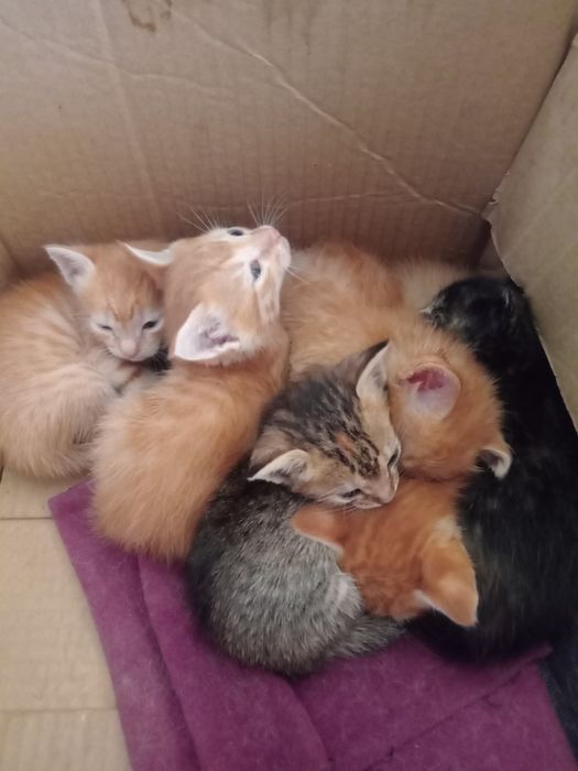 Котята с голубыми глазами бесплатно