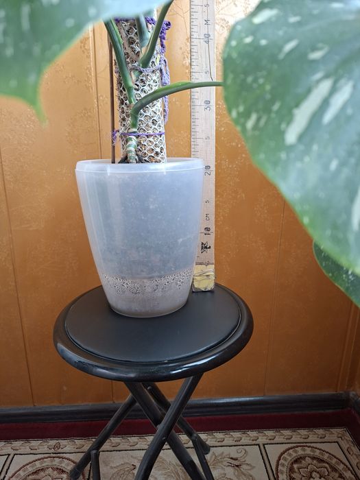 Продам монстеру Тайское созвездие