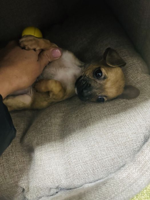 Чудо мальчик чихуахуа