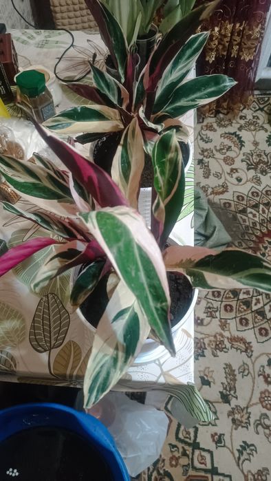 Продам комнатные растения