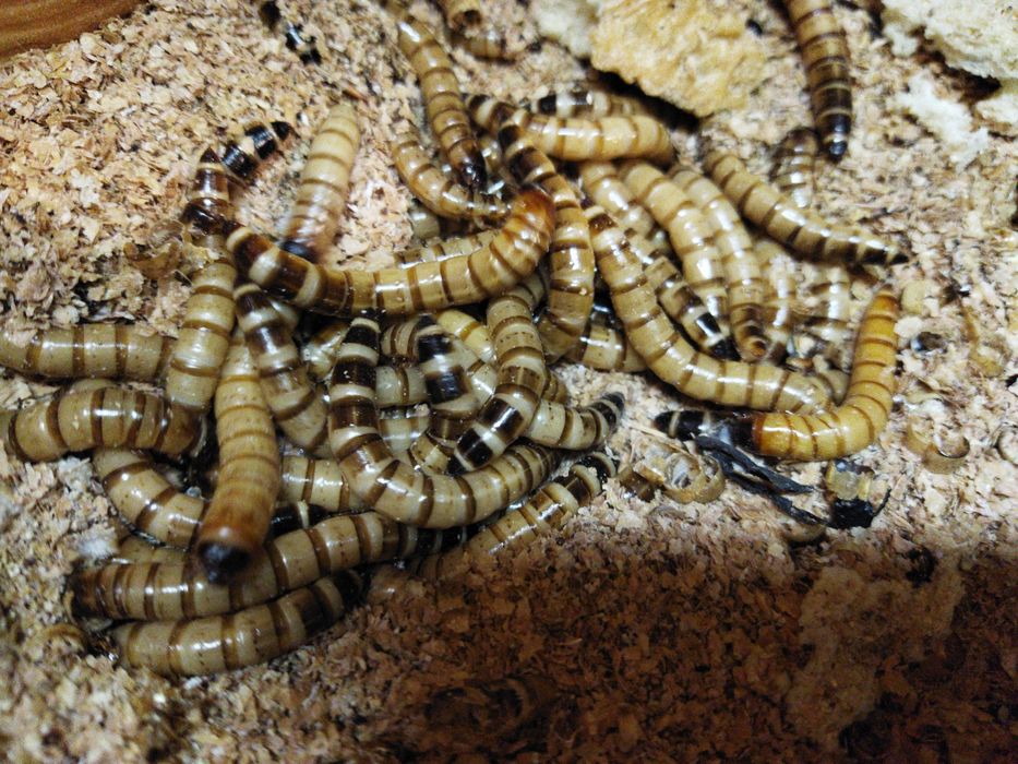 Аксесоари за терариум,отопляема крушка за екзотични животни,субстрат,