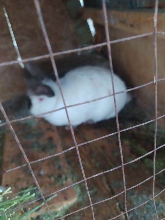 Продам кроликов.