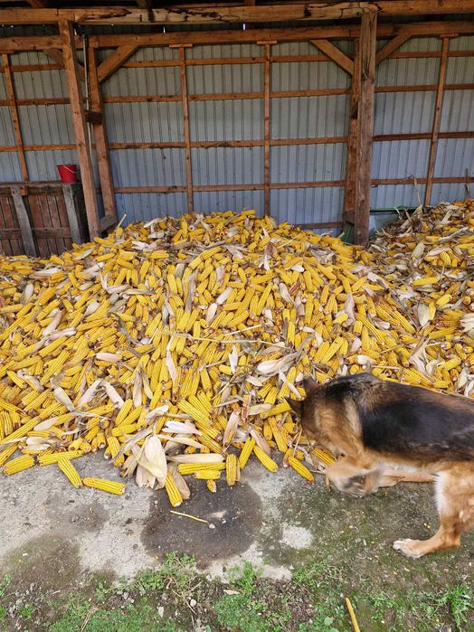 Vand porumb  stiulete sau boabe