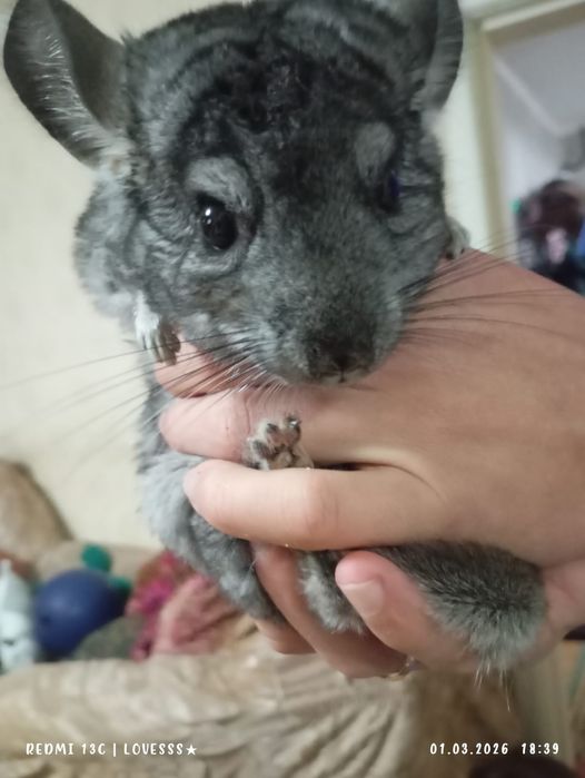 Продам шиншиллу.